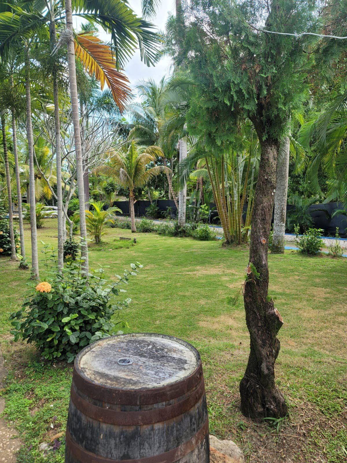 Palms and a rum barrel in the garden