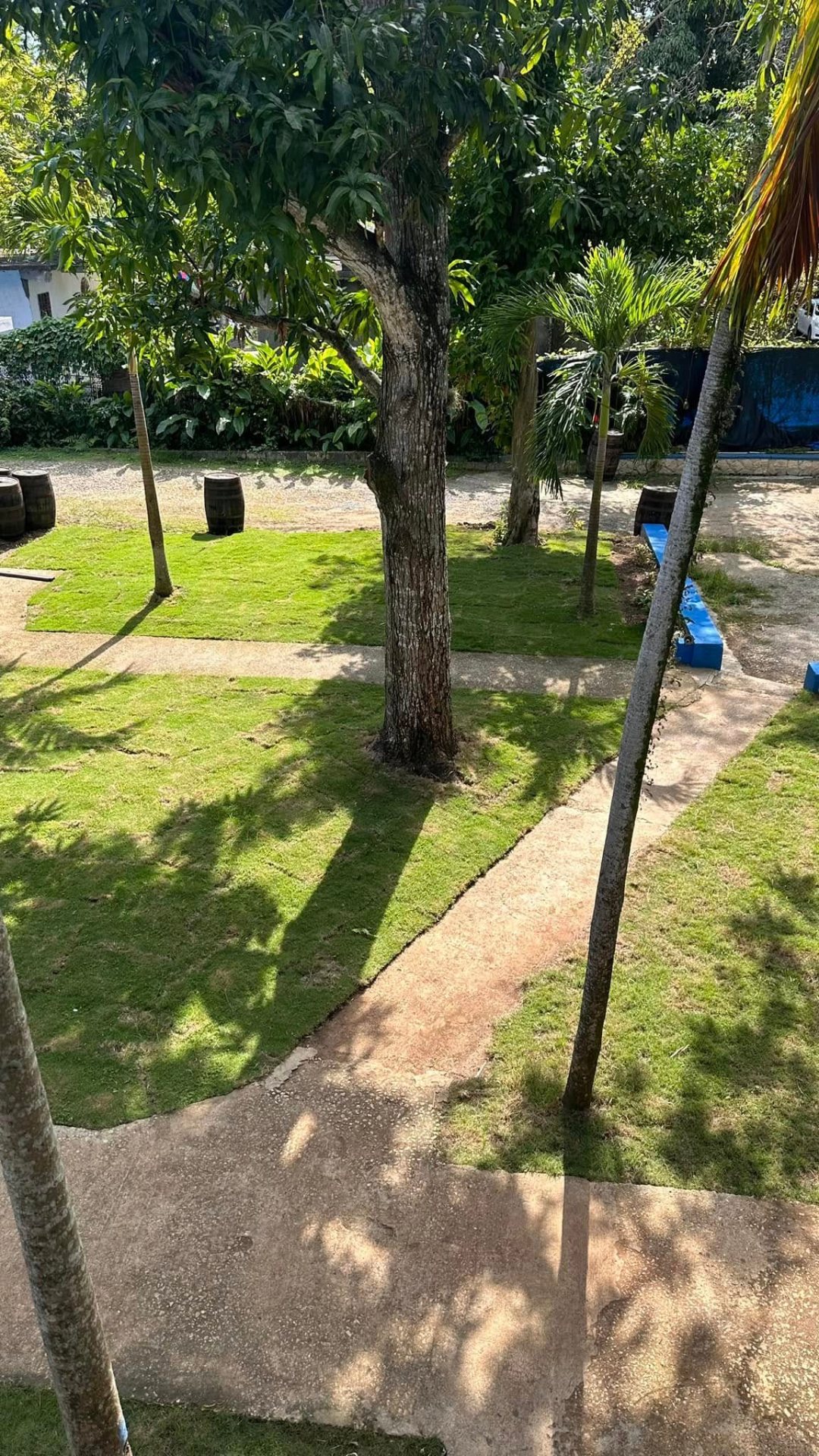 Garden path under the trees